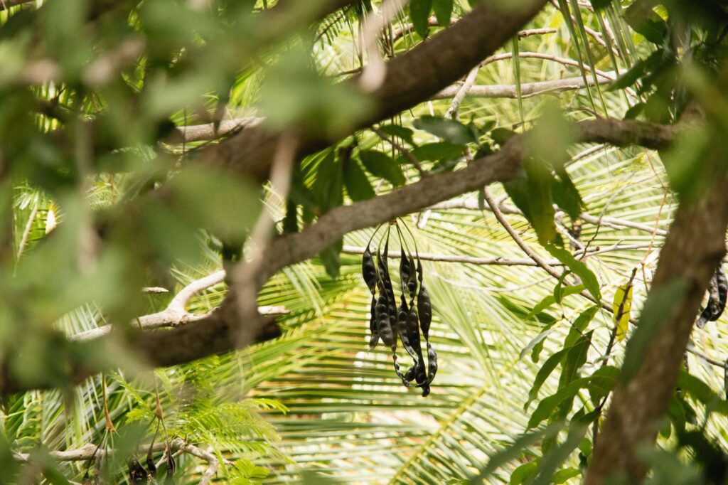 Dead branches visible in the upper canopy of a large deciduous tree over a suburban backyard