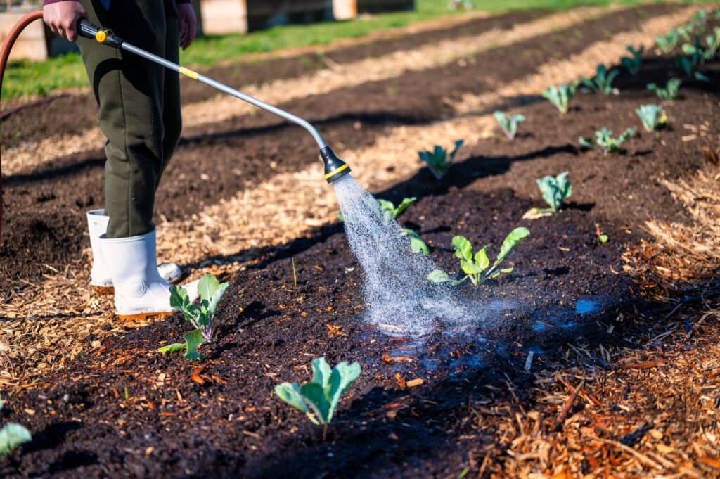 A soaker hose watering the base of a tree surrounded by organic mulch in a summer garden