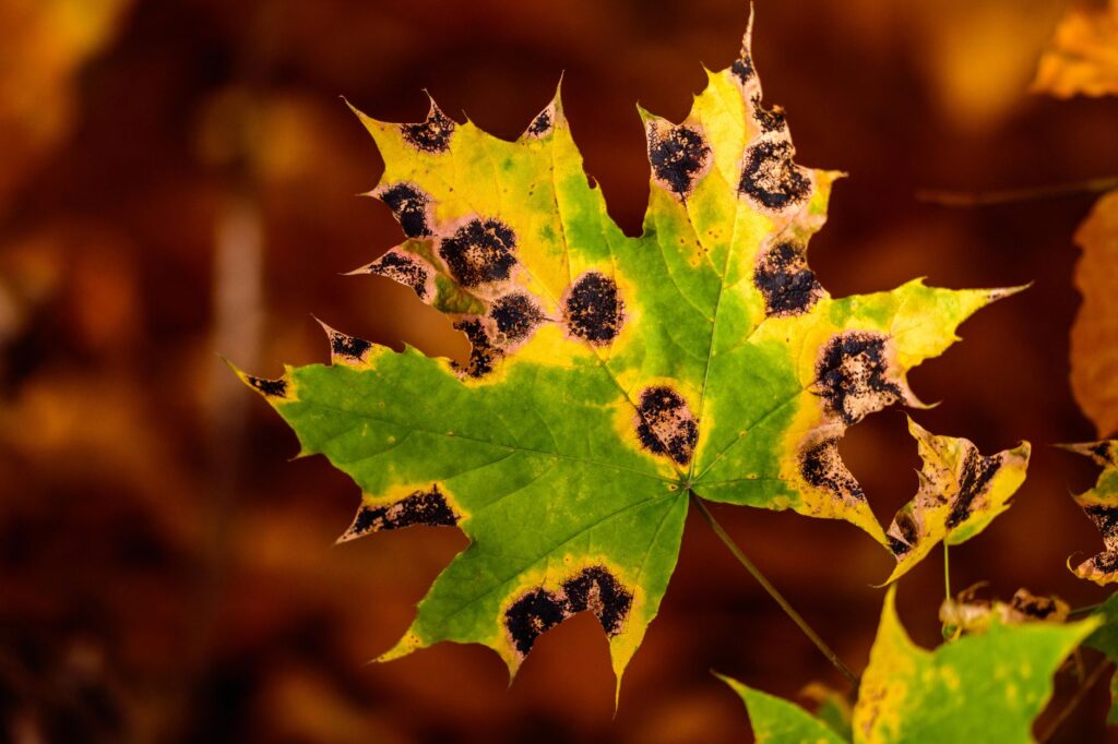 Maple tree leaves showing yellowing, cupping, and distortion consistent with herbicide injury