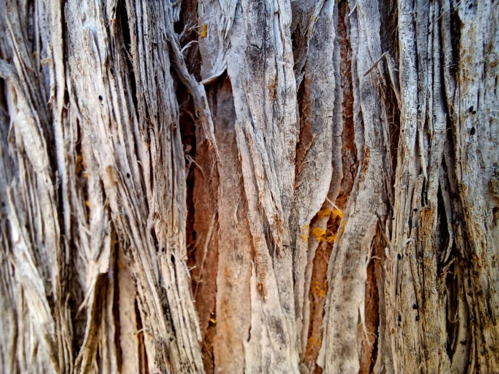 Close-up of a tree trunk with bark stripped by a lightning strike revealing white wood