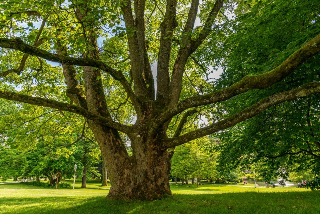 Homeowner examining the base of a large backyard tree for signs of decay