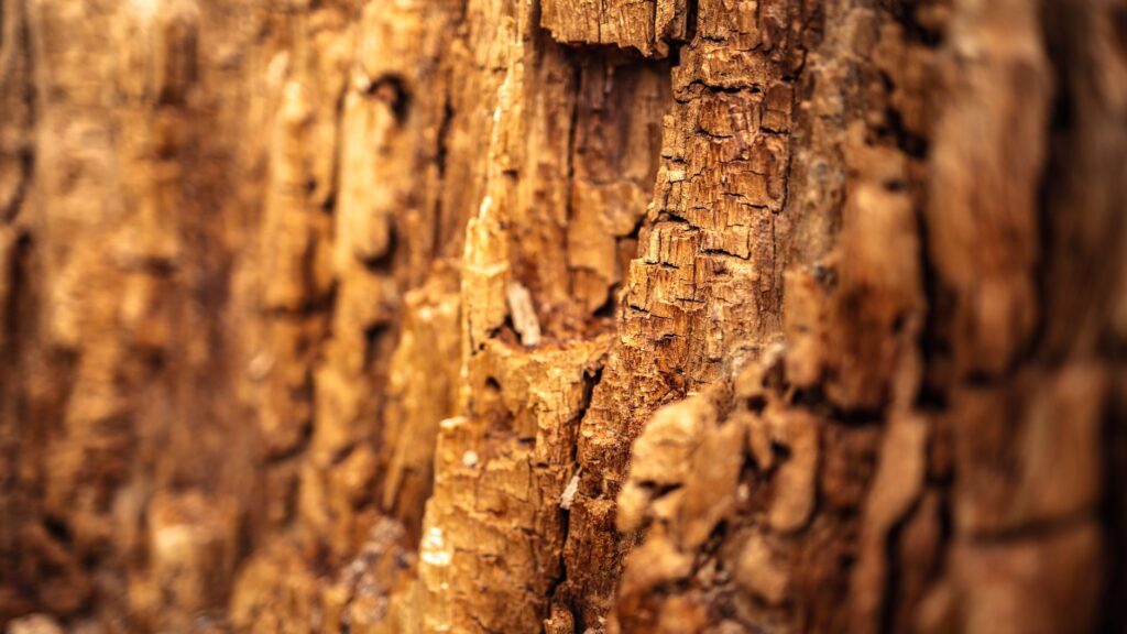 Arborist closely inspecting tree trunk bark for signs of decay or damage