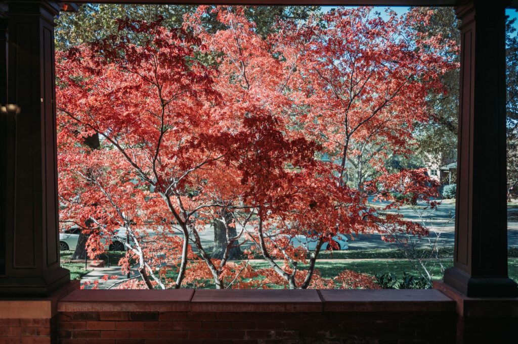 Red maple with co-dominant stems in a suburban backyard showing V-shaped union