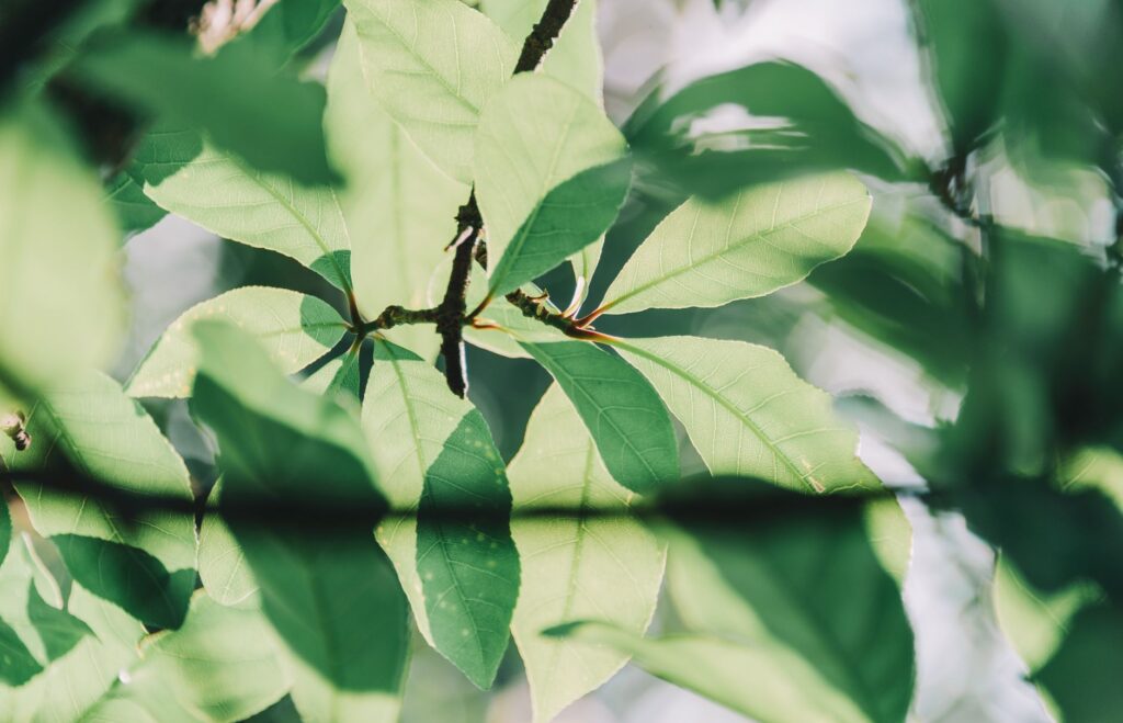 Sunlight filtering through dense green tree leaves in summer, showing the natural cooling canopy