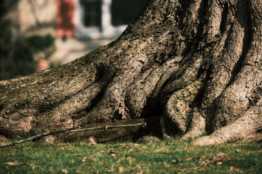 Large silver maple tree with extensive surface roots spreading across the yard
