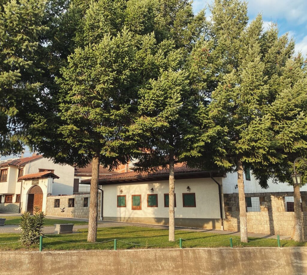 Large healthy shade tree with full canopy in a Middletown Township backyard during early summer