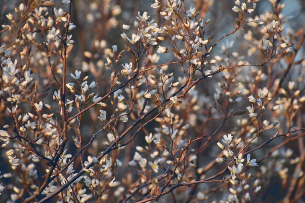 Serviceberry tree covered in clusters of white spring blossoms against a blue sky