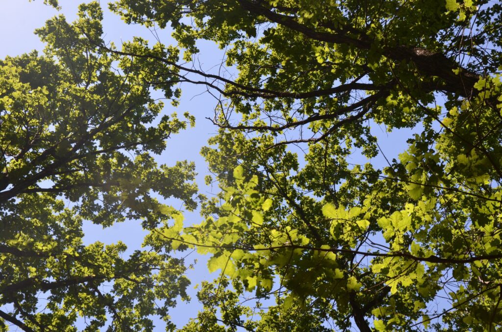 A mature oak tree with a thin, stressed canopy showing early leaf decline in summer