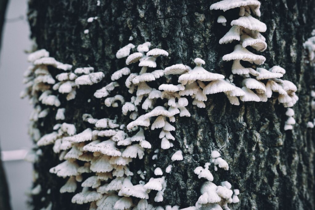 Tree bark showing fungal canker lesions on a stressed hardwood tree