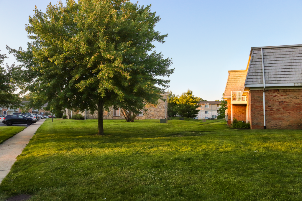 A mature shade tree in a suburban Middletown yard on a summer day