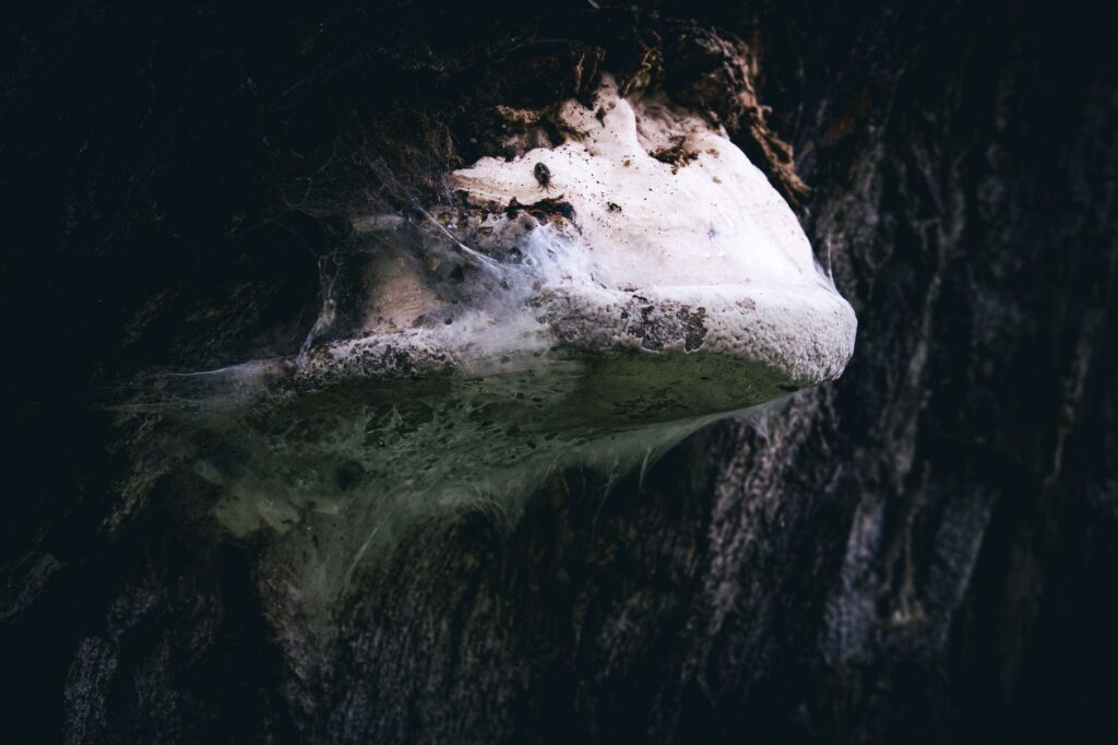 A sunken, discolored canker on the trunk of a hardwood tree showing fungal disease