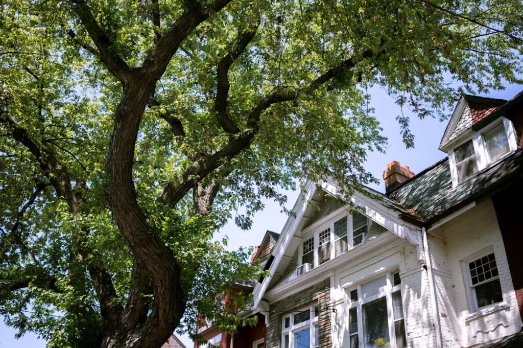 Mature shade tree casting a cool shadow across a suburban home in summer