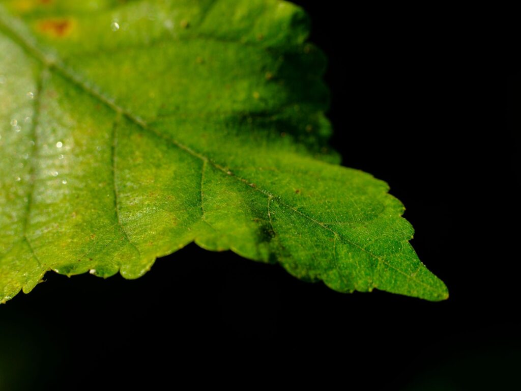 Close-up macro photograph of a leaf surface showing detail and texture in summer sunlight