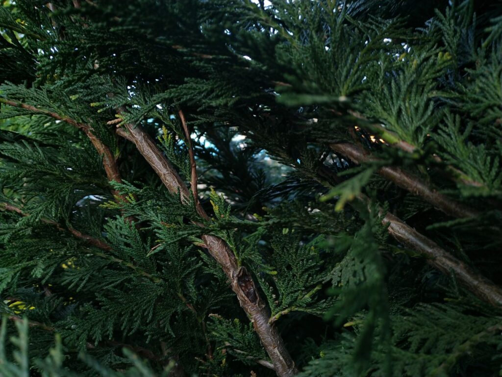 Close-up of a tree branch attachment point showing the branch bark ridge where a limb meets the main trunk
