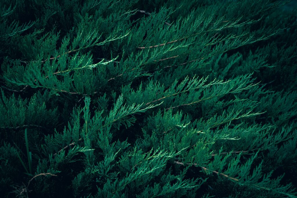 Eastern red cedar trees growing in sandy coastal soil near the shoreline