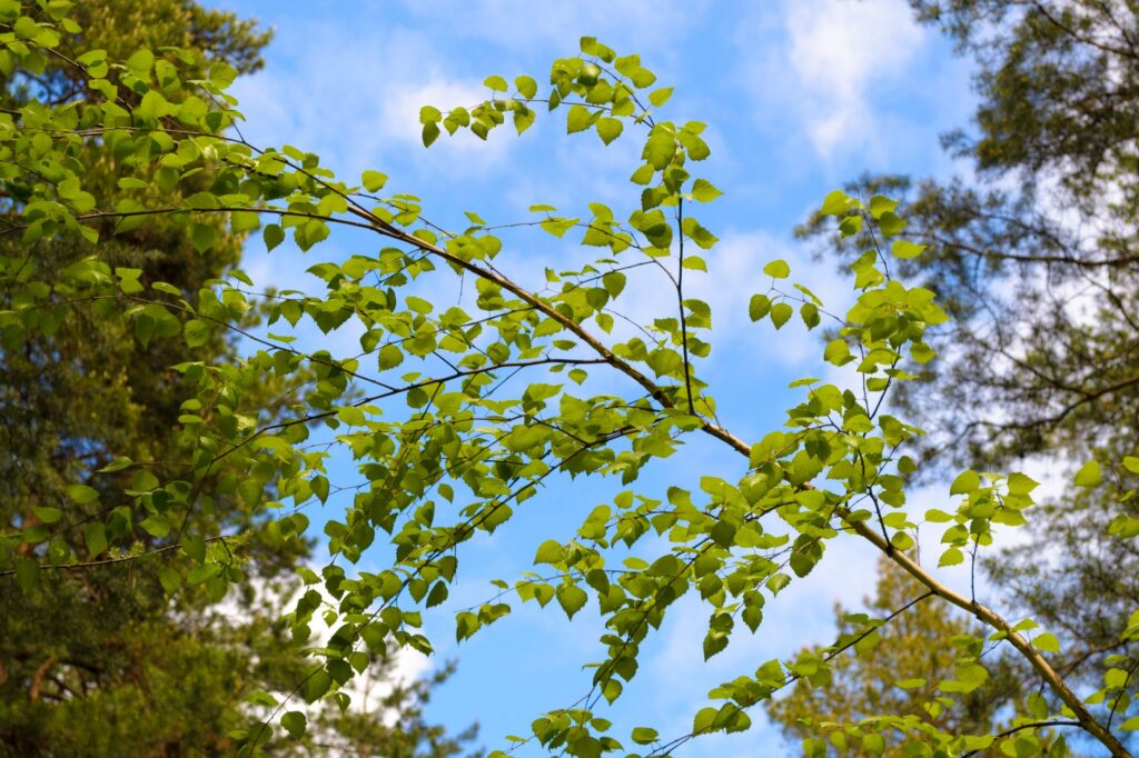 Birch tree with green summer foliage showing branch structure