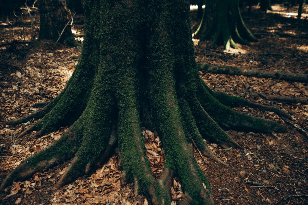 Peeling bark at the base of a hardwood tree revealing discolored wood beneath