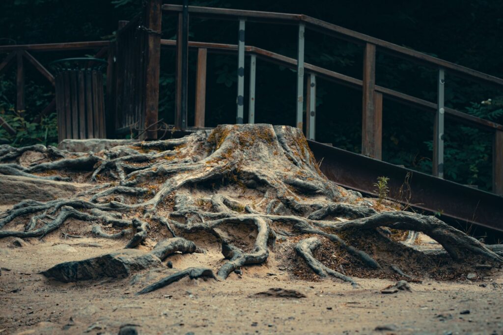 Large tree roots extending across a residential lawn, showing how far roots spread from the trunk