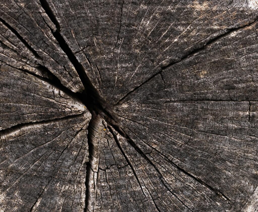 Close-up of a tree trunk showing co-dominant stems and included bark