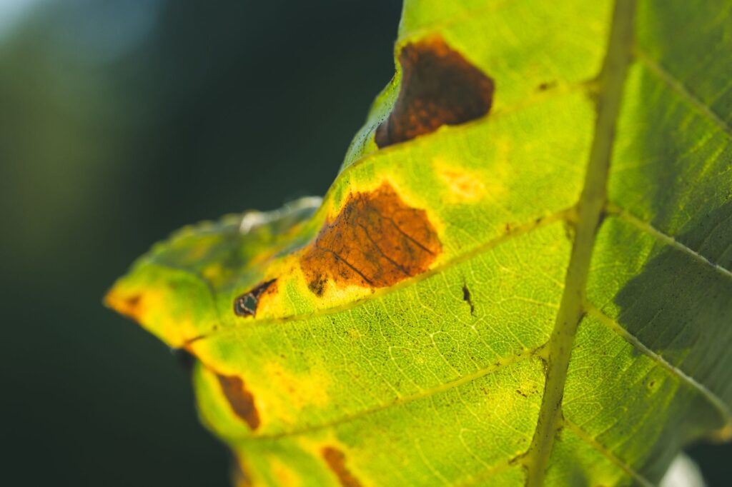 Declining oak tree showing combined drought stress and disease damage in a suburban yard