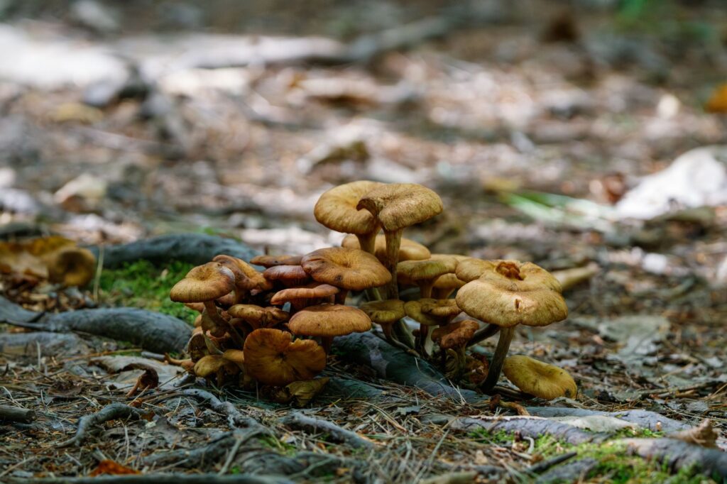 Dense tree roots spread across a forest floor with visible soil and organic matter