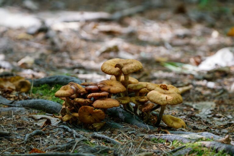 Dense tree roots spread across a forest floor with visible soil and organic matter