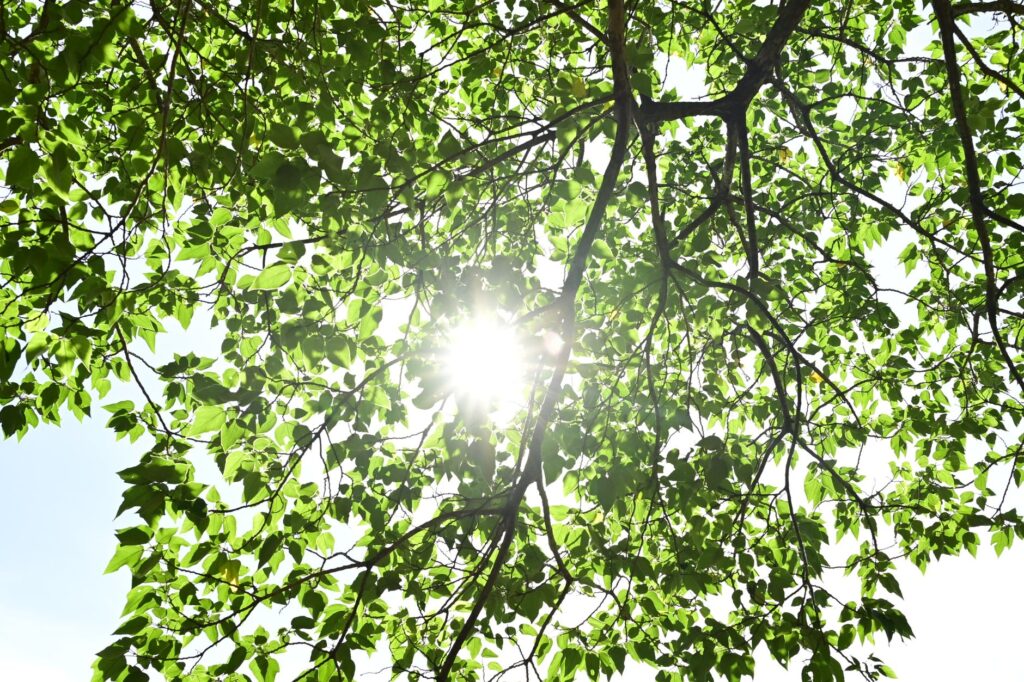 Sunlight filters through the dense green canopy of a mature tree in summer