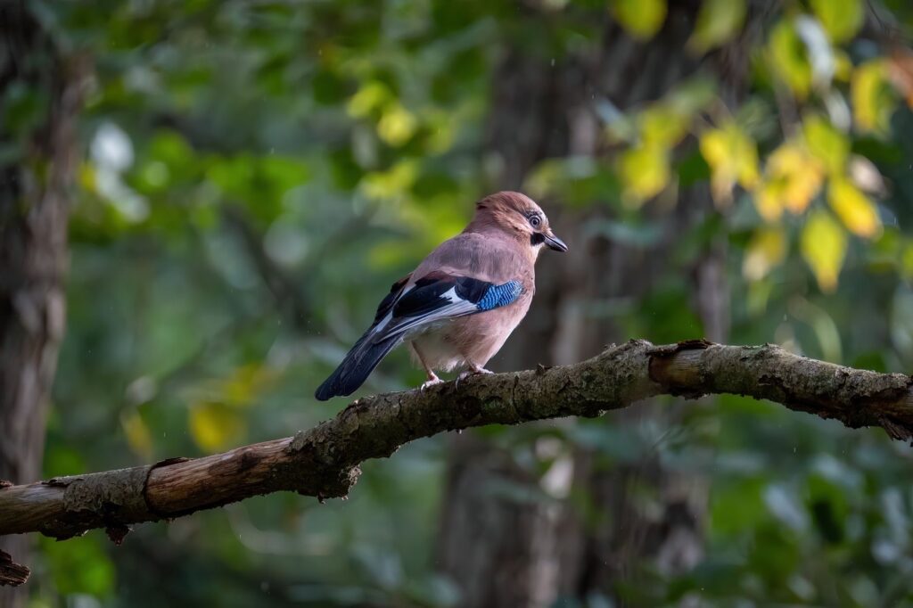 Small birds and wildlife perched in the branches of a large mature oak tree