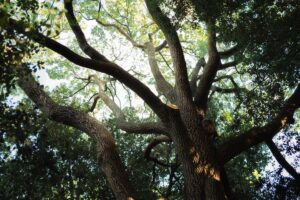 A mature oak tree casting deep shade on a sunny summer afternoon in a residential yard