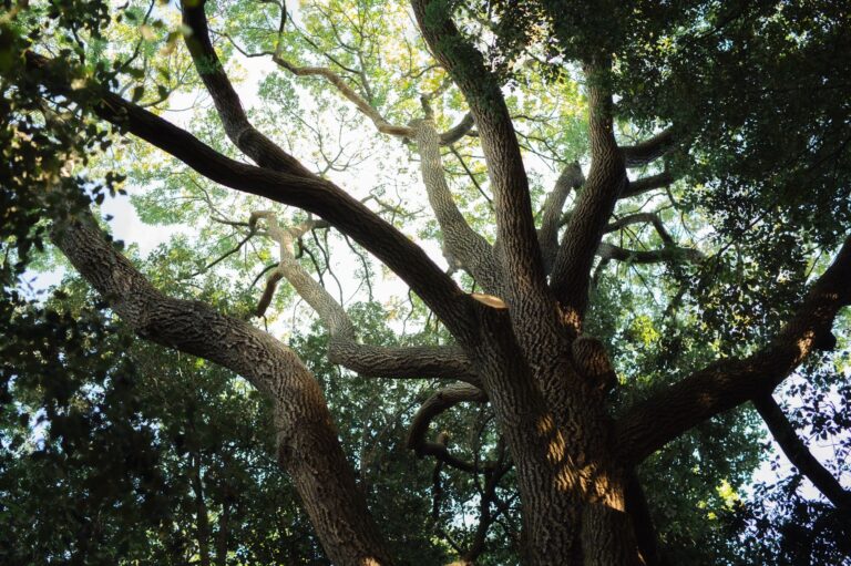 A mature oak tree casting deep shade on a sunny summer afternoon in a residential yard