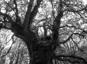 A massive old white oak tree with deeply furrowed bark rising from a forest floor