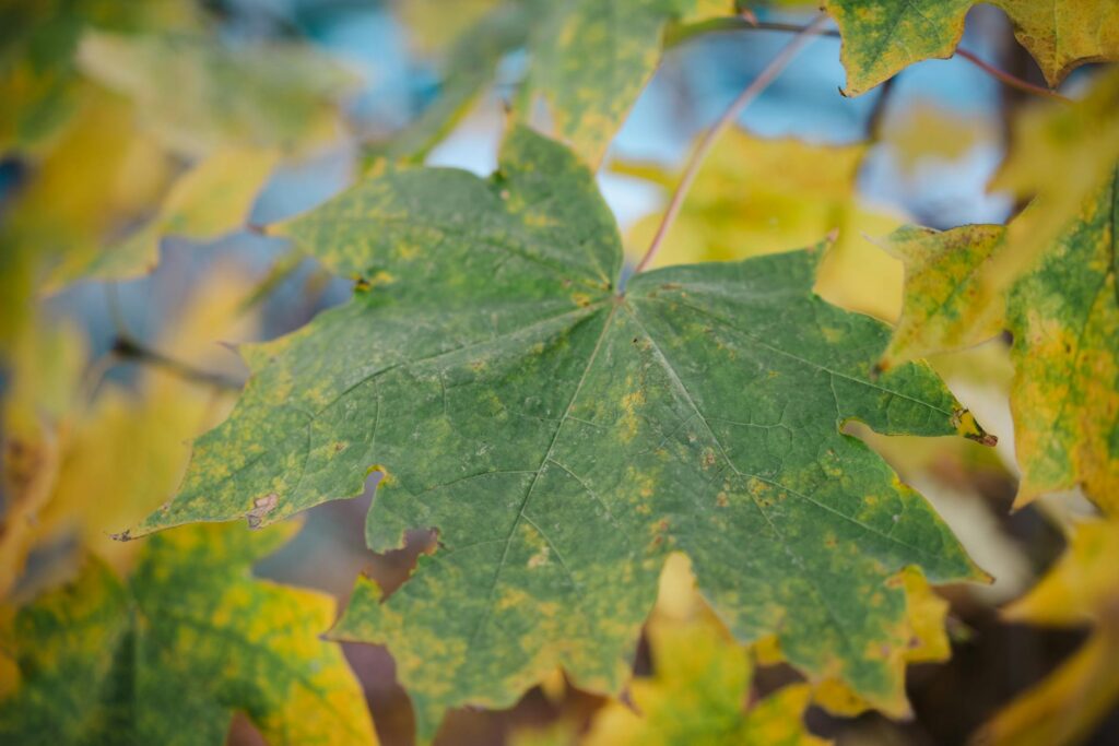Yellowing and scorched leaves on a young tree showing summer stress symptoms