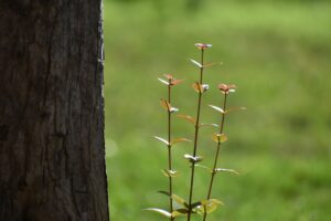 Epicormic sprouts growing from the trunk of a mature shade tree
