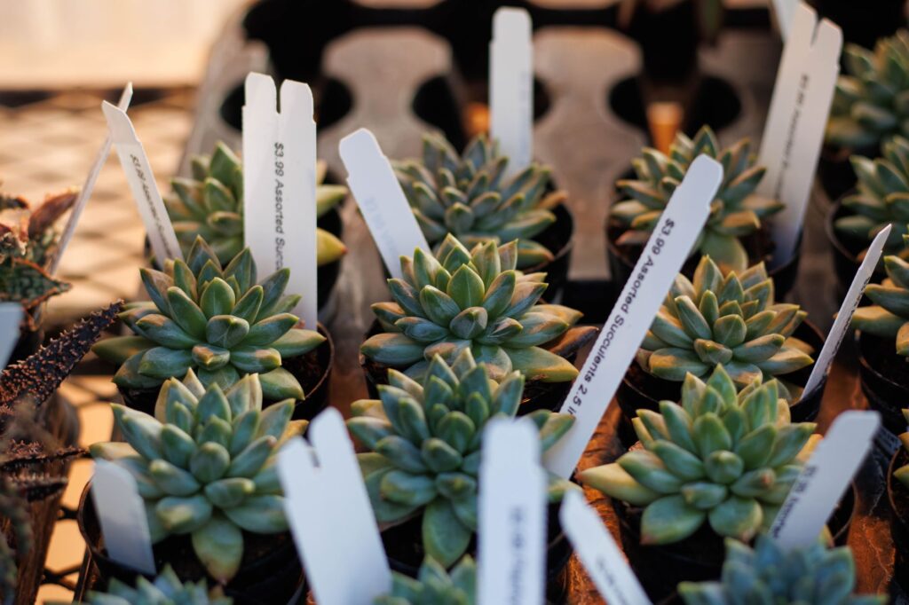 Nursery plant tags showing height and size information on container-grown small trees