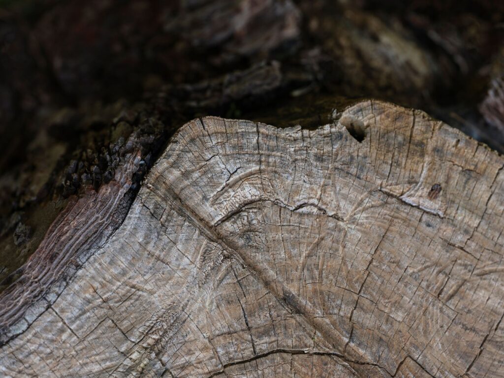 Close-up of soil layers and tree roots showing fine root structure beneath the surface