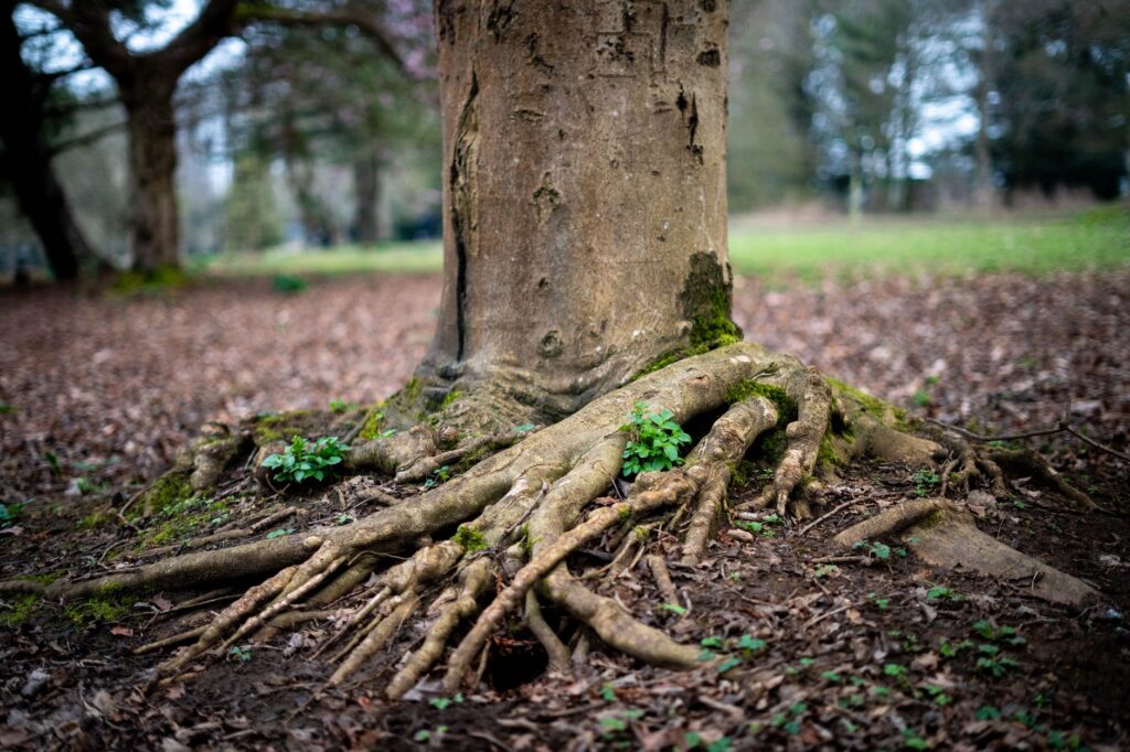 Close-up view of a tree trunk base showing the root flare and bark texture at ground level