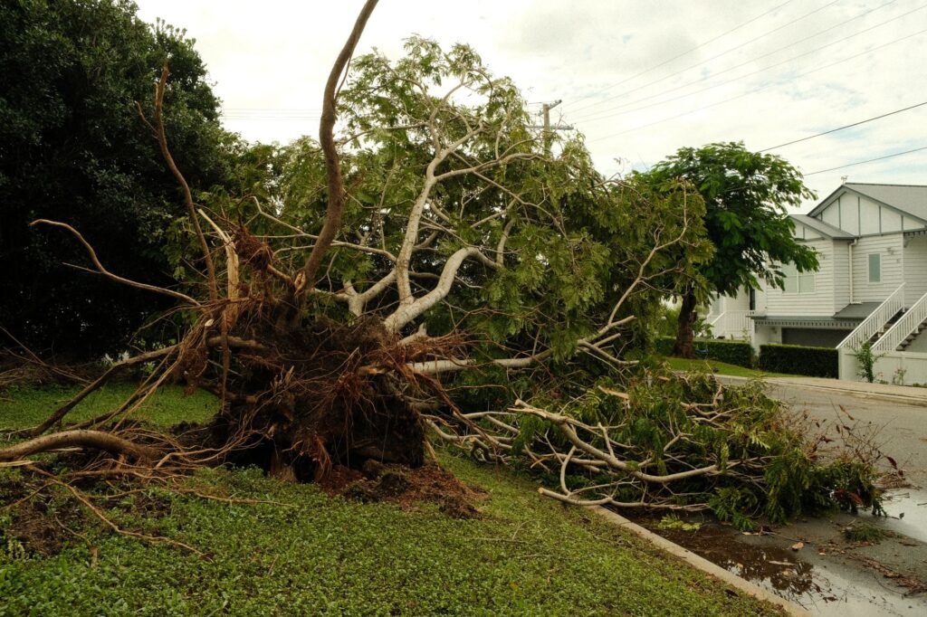 Large fallen tree blocking a driveway after a summer thunderstorm