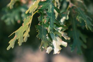 Close-up of brown-edged oak leaves showing summer leaf scorch damage