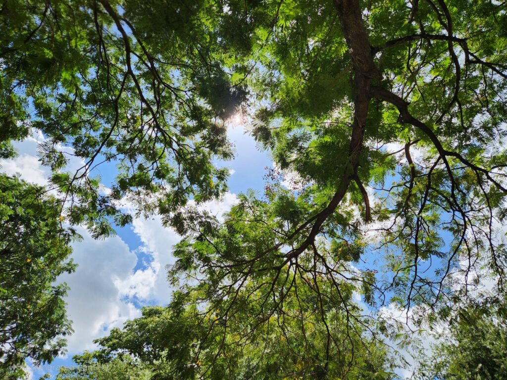 Urban tree canopy showing wilting from summer heat stress on a hot day