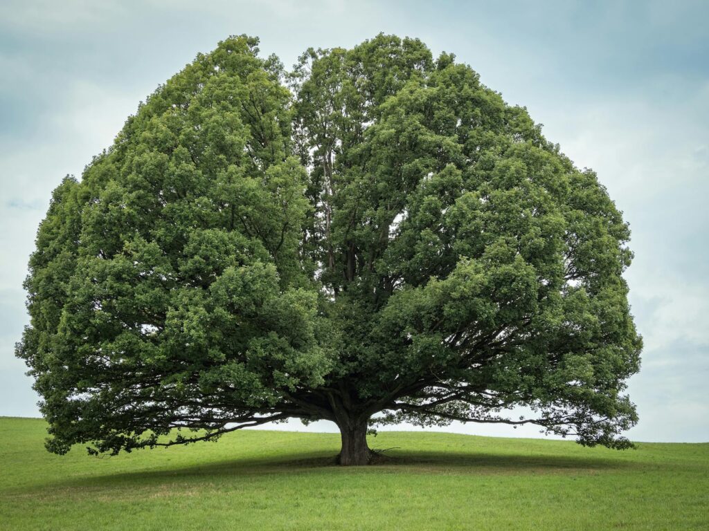 Mature oak tree with full summer canopy in a Middletown Township backyard