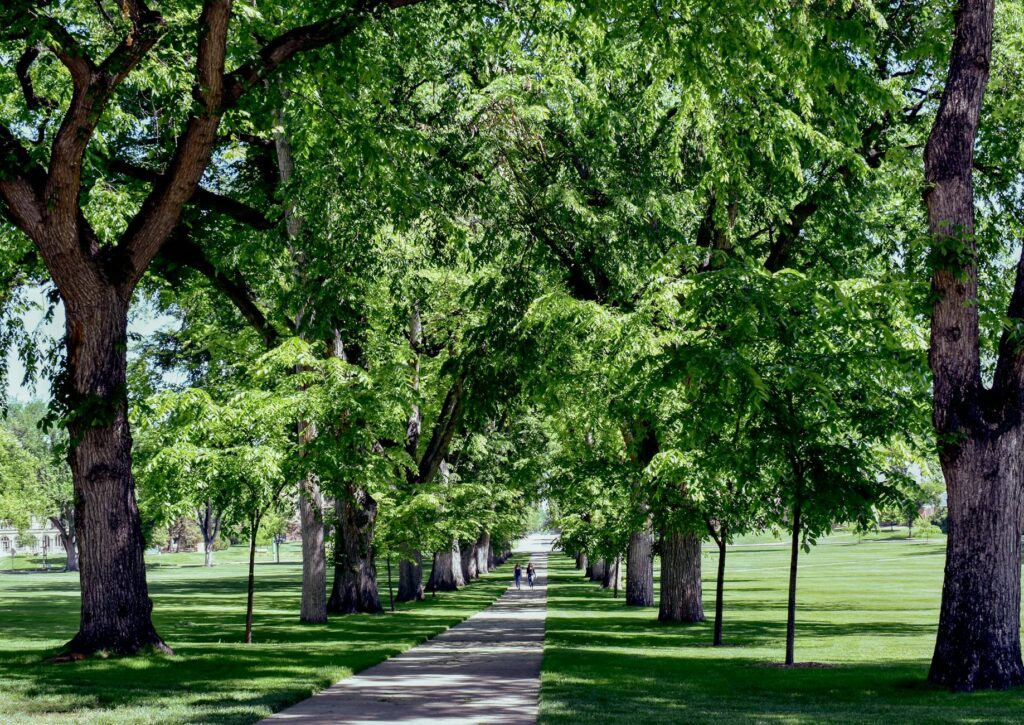 Mature American elm tree with characteristic wide spreading vase-shaped canopy in a park setting