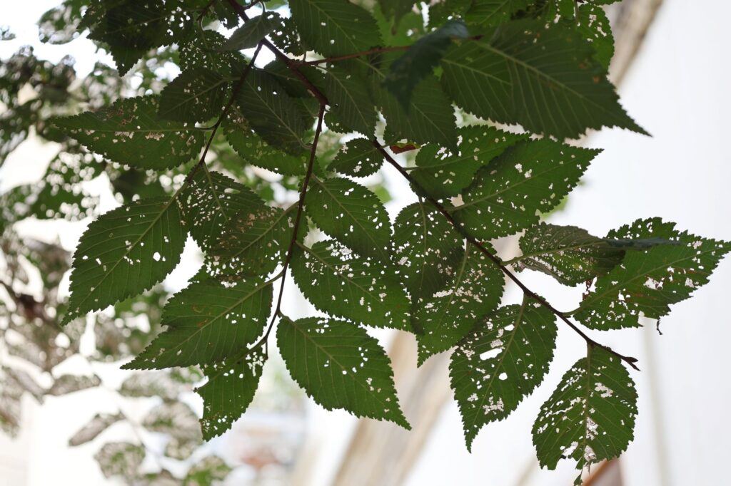 Arborist examining yellowing and curled leaves on a deciduous tree in a residential yard