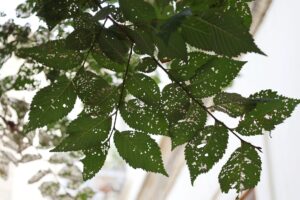 Arborist examining yellowing and curled leaves on a deciduous tree in a residential yard