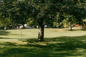 Mature shade tree with scattered leaves on the lawn on a hot summer day in a suburban New Jersey yard