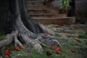 Freshly planted tree showing root flare just above soil level in a suburban backyard