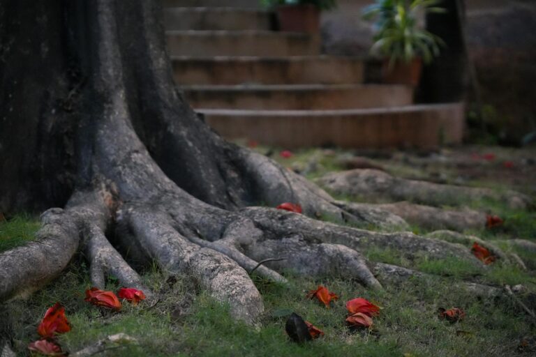Freshly planted tree showing root flare just above soil level in a suburban backyard