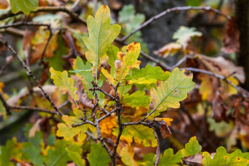 Close-up of a tree leaf beginning to yellow at the edges, showing early signs of summer heat stress