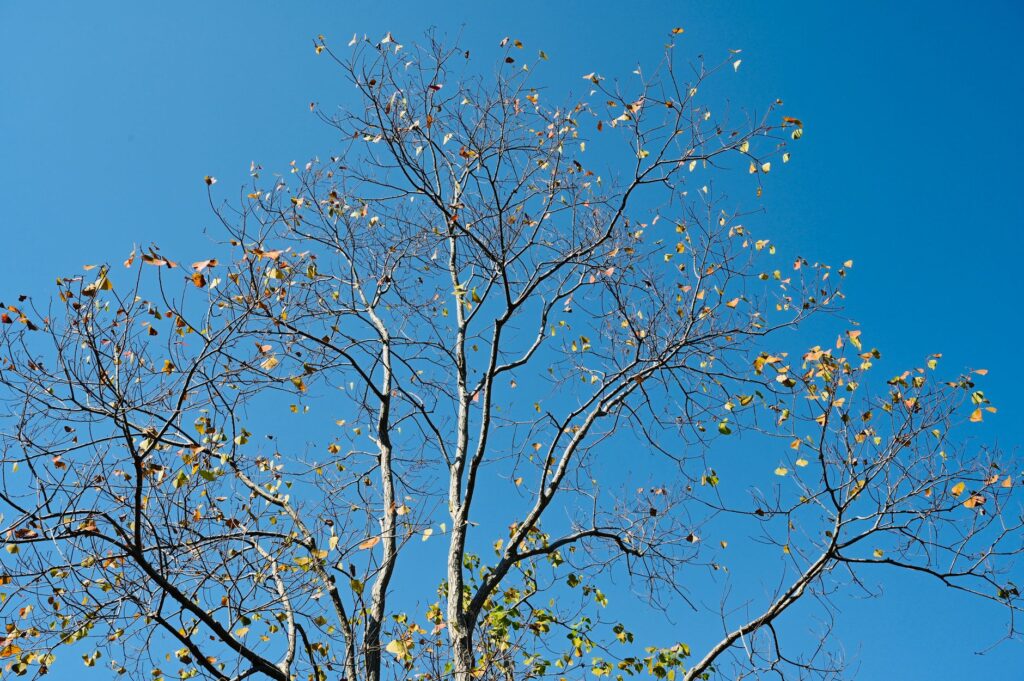 A large sycamore tree with thinning summer foliage dropping leaves in a suburban neighborhood