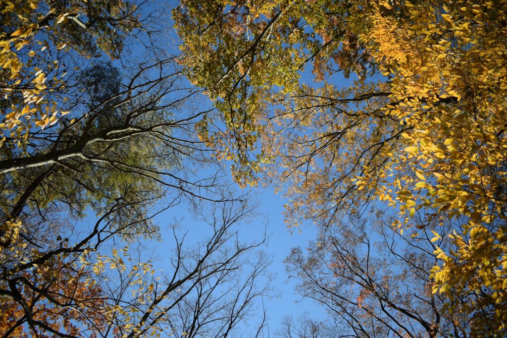 Sparse canopy and twig dieback on a declining shade tree showing construction root damage symptoms