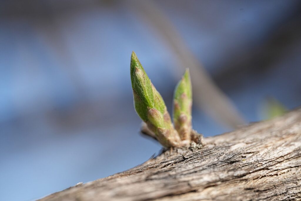 Close-up of tree bark showing dormant buds beginning to emerge